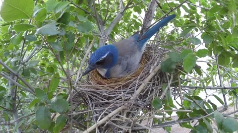 Scrub Jay Nest Documentary male feeds female GoPro Hero3+ Black V17060 Stock Footage 48754495