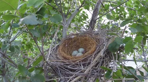 Scrub Jay Nest Documentary nice view vacant nest bird returns GoPro V17170 Stock Footage 49017210