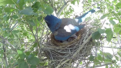 Scrub Jay Nest Documentary standing shading calling for food GoPro V17154 Stock Footage 49014715