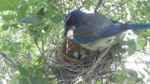 Scrub Jay Nest Documentary standing on nest adjusting eggs GoPro Hero3+ V17160 Stock Footage 49015207
