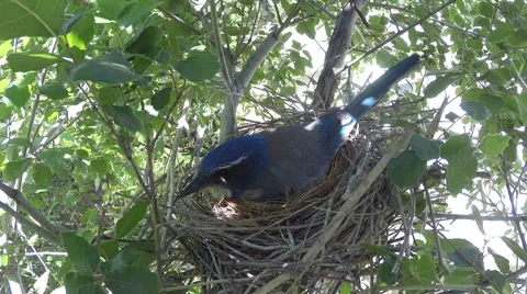 Scrub Jay Nest Documentary stick-feeding a nightcrawler GoPro Hero3+ V17161 Stock Footage 49017204