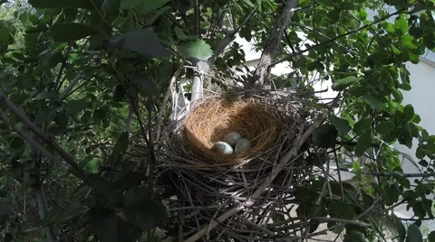 Scrub Jay Nest Documentary vacant nest 3 eggs GoPro Hero3+ Black V17264 Stock Footage 49033916