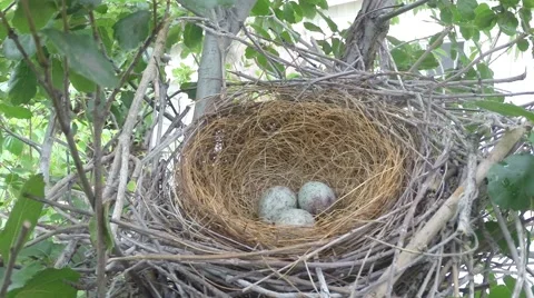 Scrub Jay Nest Documentary vacant nest zoomed good light GoPro Hero3+ V17291 Stock Footage 49036034