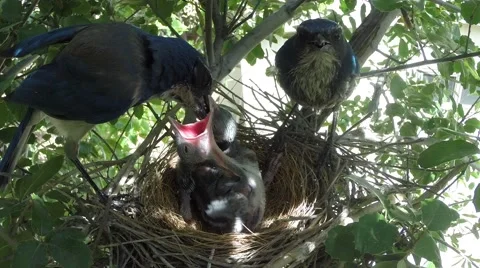 Scrub Jay pair feeds chicks V18093 Video stock 49796730