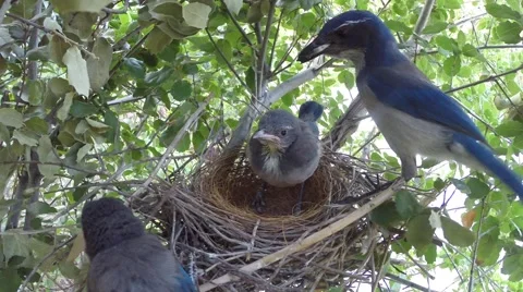 Scrub Jay parent and chicks scattered in nest V18437 Stock Footage 50062324