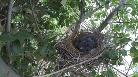 Scrub jay parent arrives feeds pokes at nest V18223 Stock Footage 49870548