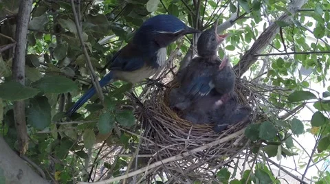 Scrub jay parent arrives feeds eats poop leaves V18225 Stock Footage 49870987