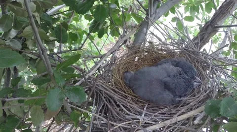 Scrub jay parent arrives feeds leaves V18226 Stock Footage 49871006