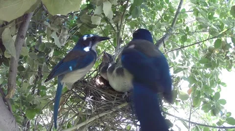 Scrub Jay parent feeding both leave V18434 Stock Footage 50062370
