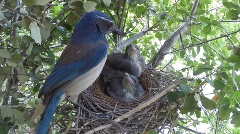 Scrub Jay parent feeding leaves V18438 Stock Footage 50062398