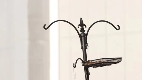 Scrub Jay with Peanut Stock Footage 133543424