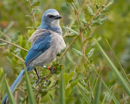 Scrub Jay Stock Photos