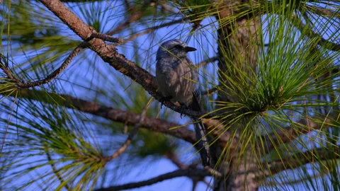 SCRUB JAY ON PINE BRANCH Stock Footage 228708861