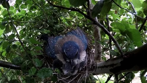 A Scrub Jay shelters her chicks from a heavy thunderstorm downpour in 4K/UHD Stock Footage 76485877