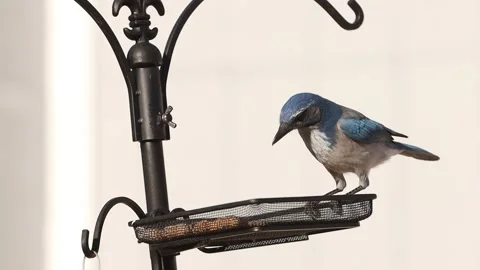 Scrub Jay takes peanut in slow motion Stock Footage 133543432