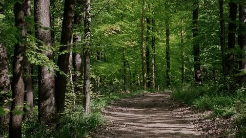 Scrub lights in the forest 4K Stock Photos