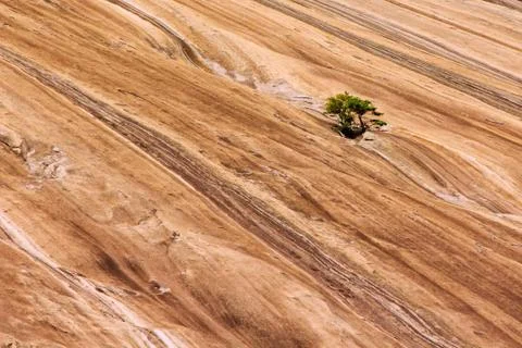 Scrub Pine on Face of Stone Mountain Stock Photos