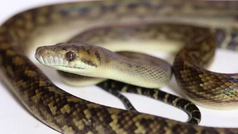 The Scrub python (Morelia amethistina) Amethystine python snake isolated on whit Stock Footage 243383631