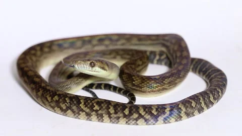 The Scrub python (Morelia amethistina) Amethystine python snake isolated on whit Stock Footage 243383636