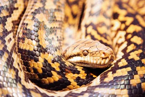 Scrub Python Stock Photos