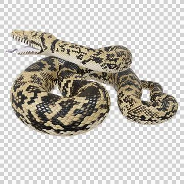 Scrub Python Pose Stock Illustration