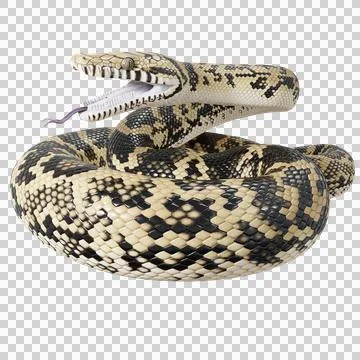 Scrub Python Pose Stock Illustration