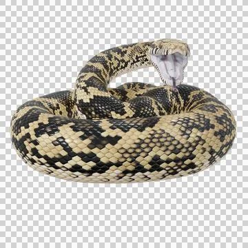 Scrub Python Pose Stock Illustration