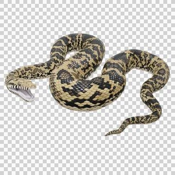 Scrub Python Pose Stock Illustration