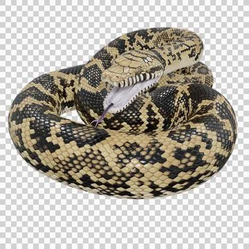Scrub Python Pose Stock Illustration