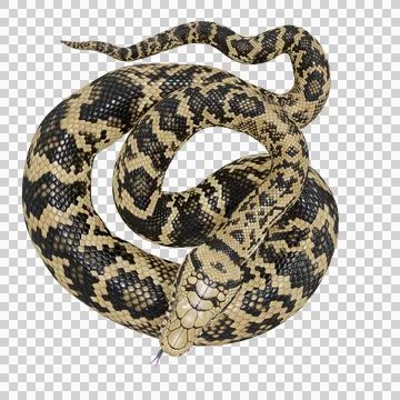 Scrub Python Pose Stock Illustration