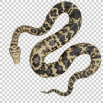 Scrub Python Pose Stock Illustration