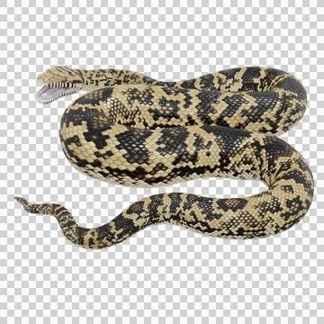 Scrub Python Pose Stock Illustration