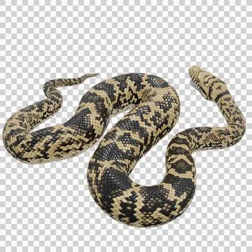 Scrub Python Pose Stock Illustration