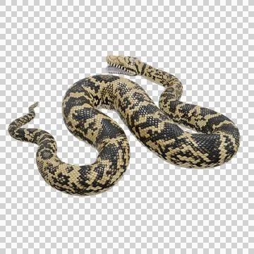 Scrub Python Pose Stock Illustration