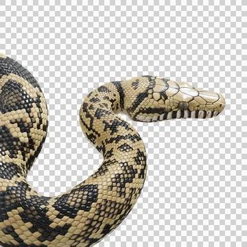 Scrub Python Pose Stock Illustration