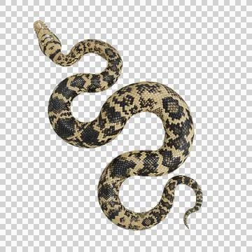 Scrub Python Pose Stock Illustration