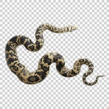 Scrub Python Pose Stock Illustration