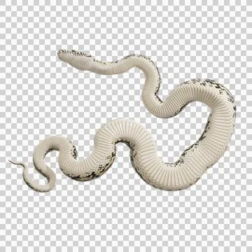 Scrub Python Pose Stock Illustration