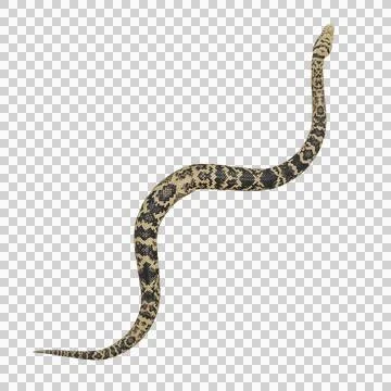 Scrub Python Pose Stock Illustration