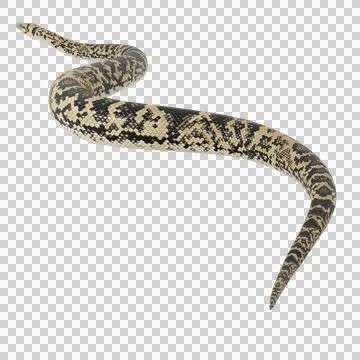 Scrub Python Pose Stock Illustration