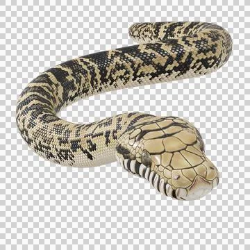 Scrub Python Pose Stock Illustration