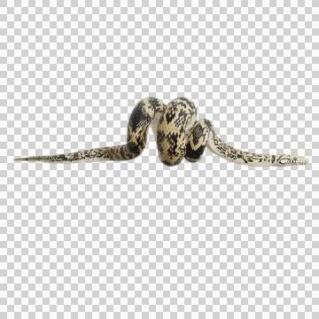 Scrub Python Pose Stock Illustration
