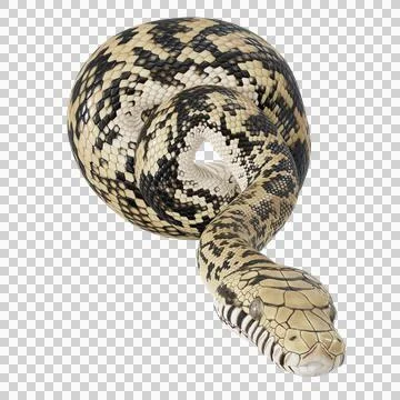 Scrub Python Pose Stock Illustration