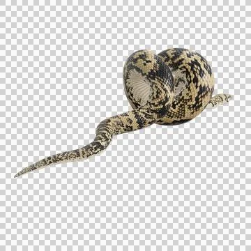 Scrub Python Pose Stock Illustration