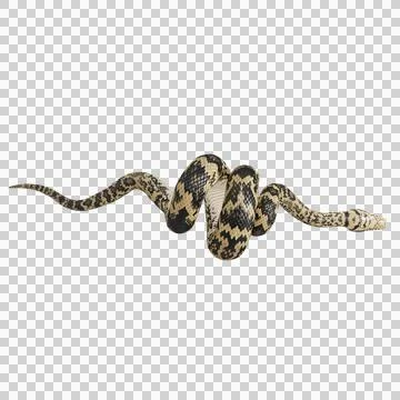 Scrub Python Pose Stock Illustration