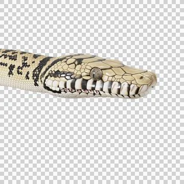 Scrub Python Pose Stock Illustration