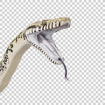 Scrub Python Pose Stock Illustration