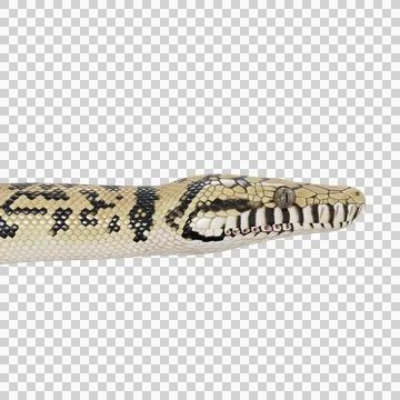 Scrub Python Pose Stock Illustration