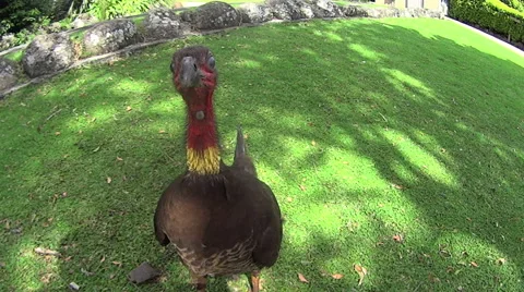 Scrub Turkey Walking Around Stock Footage 57959787