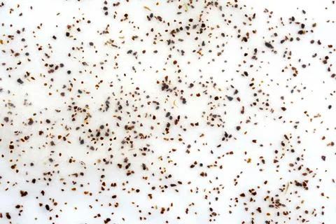 Scrub for you with bone particles top view. Foto stock